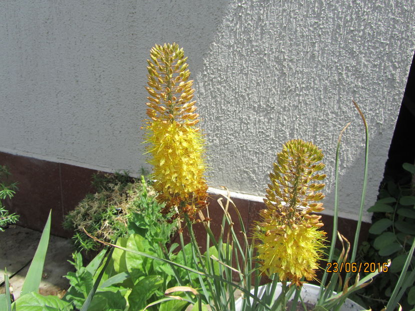 Eremurus (12) - 2 vara