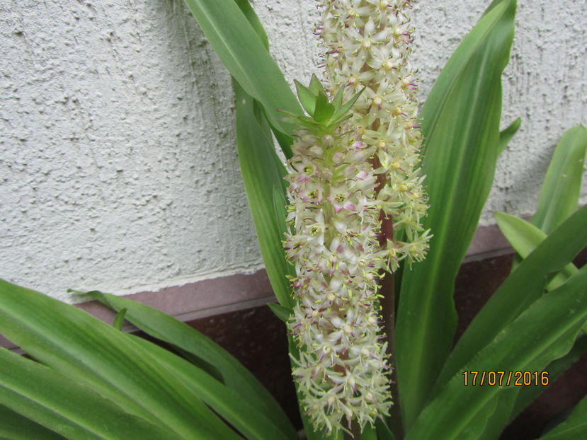 Eucomis (9) - 2 vara