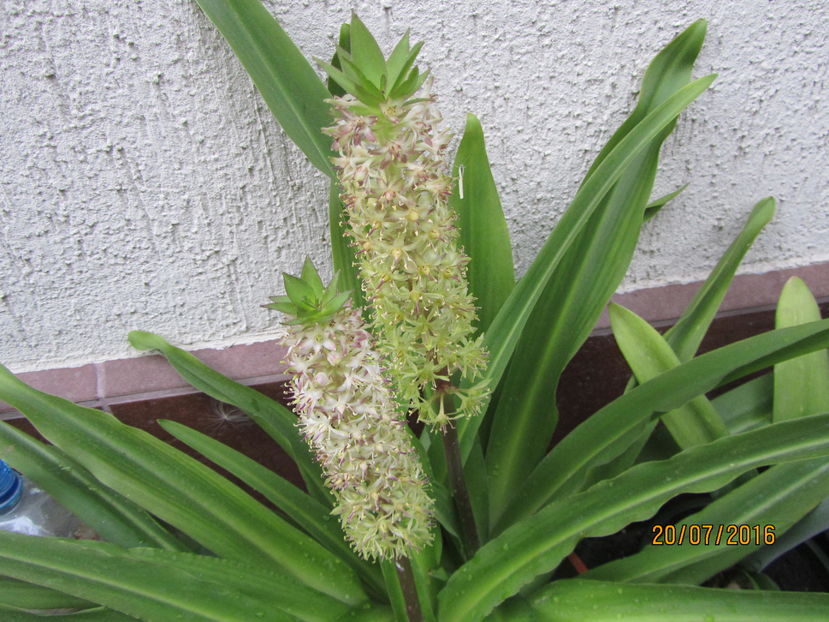 Eucomis punctata (3) - 2 vara