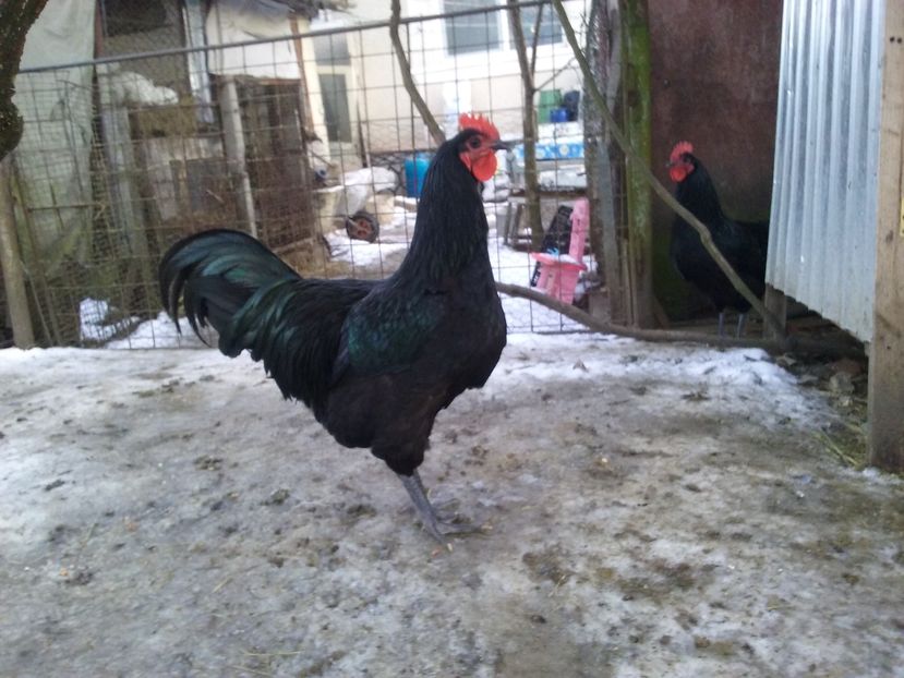  - AA Australorp negru de vinzare ianuarie 2017