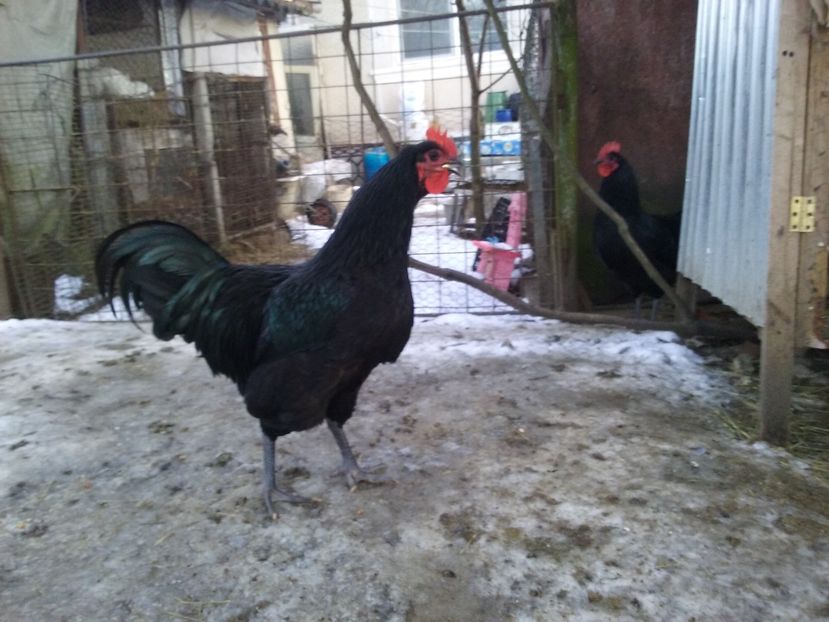  - AA Australorp negru de vinzare ianuarie 2017