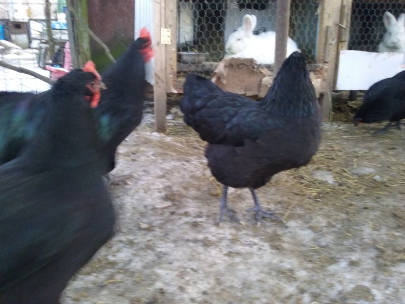  - AA Australorp negru de vinzare ianuarie 2017