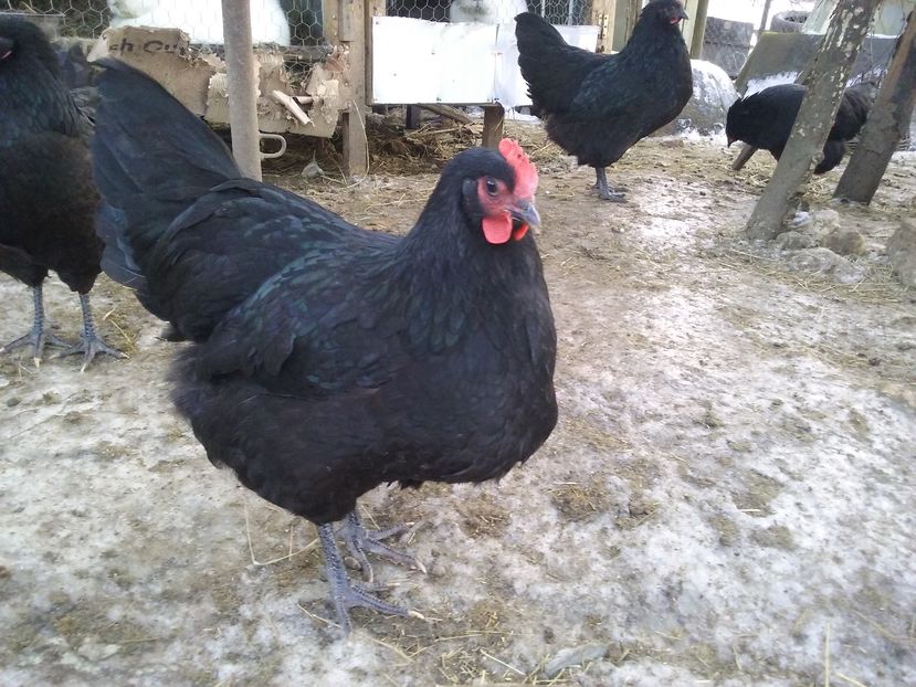  - AA Australorp negru de vinzare ianuarie 2017