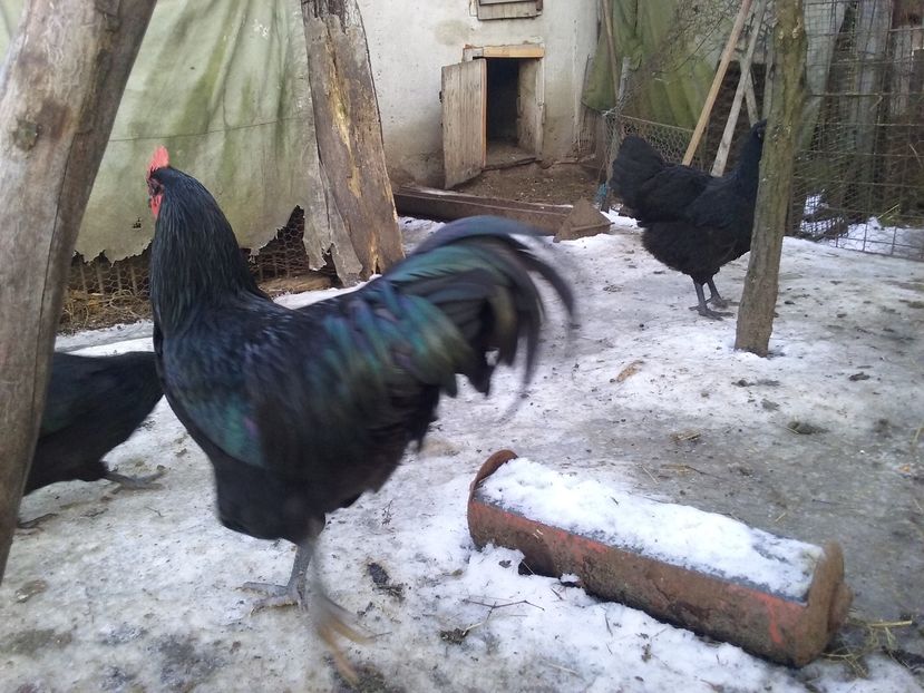  - AA Australorp negru de vinzare ianuarie 2017