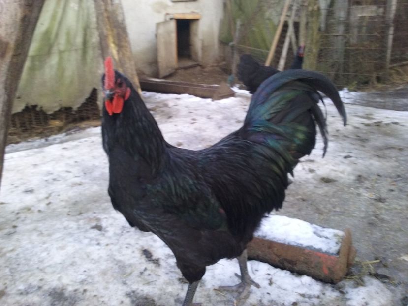  - AA Australorp negru de vinzare ianuarie 2017