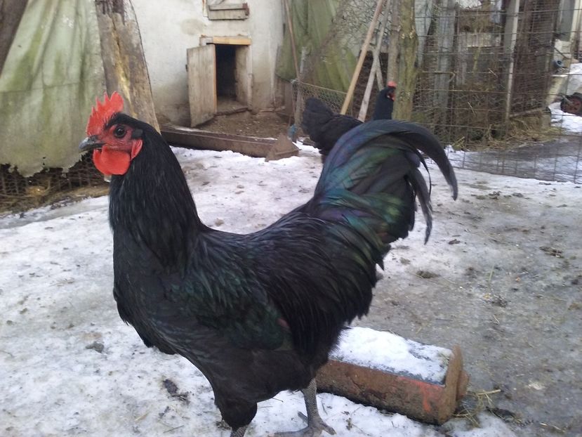  - AA Australorp negru de vinzare ianuarie 2017