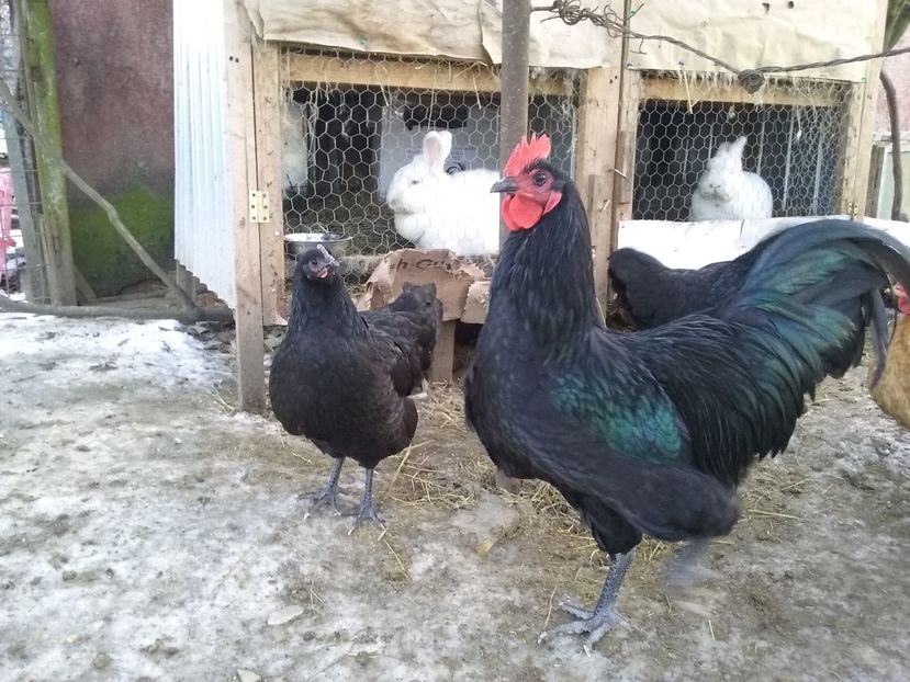  - AA Australorp negru de vinzare ianuarie 2017