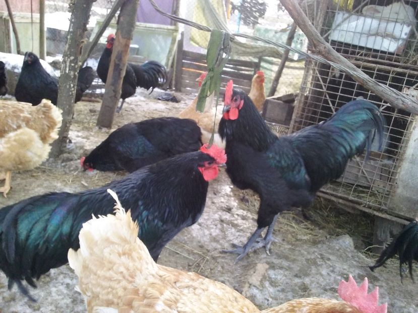  - AA Australorp negru de vinzare ianuarie 2017