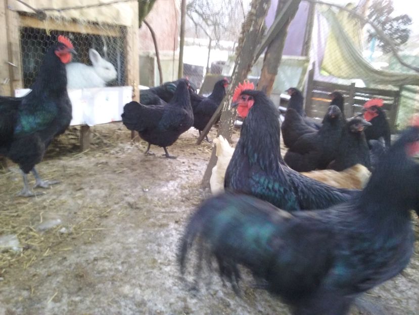  - AA Australorp negru de vinzare ianuarie 2017