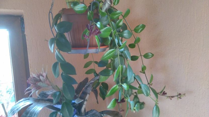 aeschynanthus twister2017 - Flori apartament