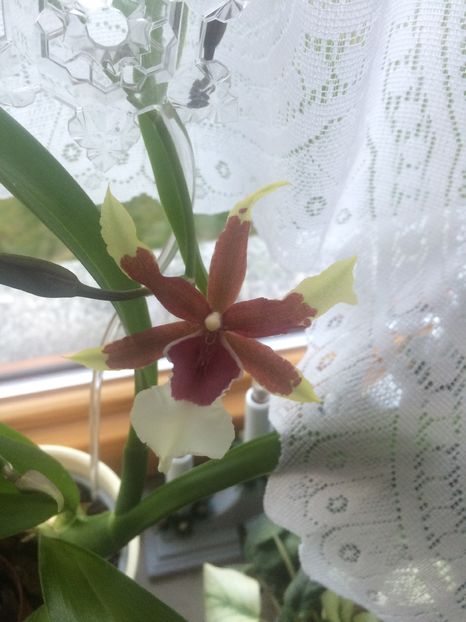 29.dec2016 Cambria - 9-Orchideele mele