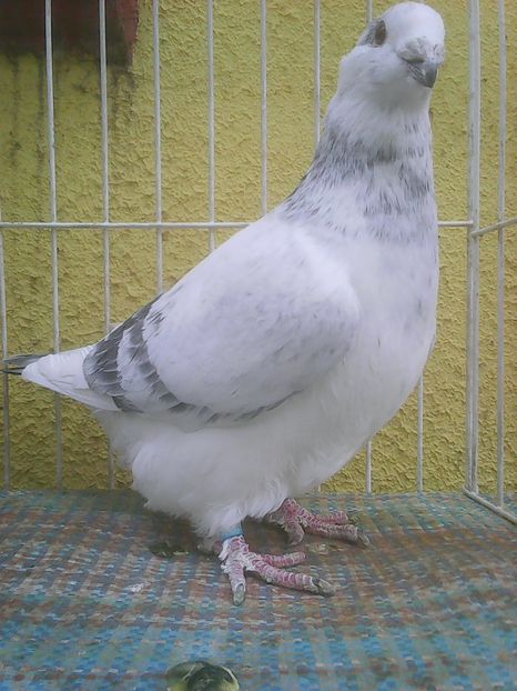 Photo0405 - Voiajori standard cuci