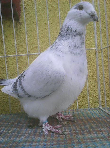 Photo0406 - Voiajori standard cuci