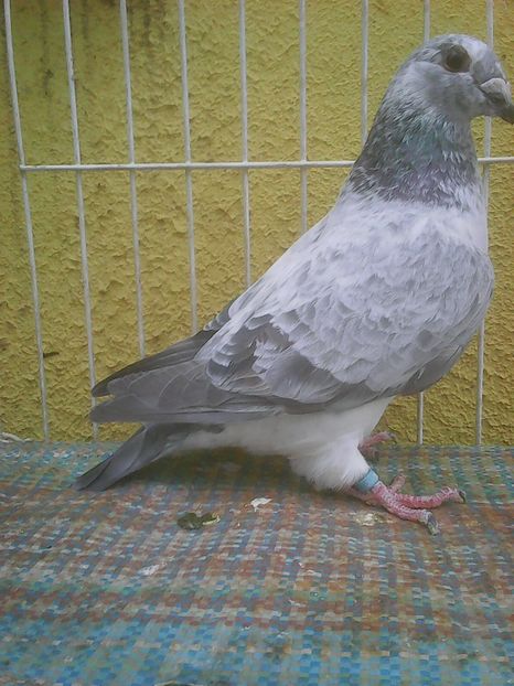 Photo0408 - Voiajori standard cuci