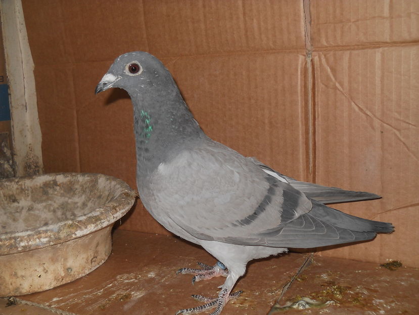 409125 -16f sora cu 007 si 008 -16 - PORUMBEI DE VANZARE