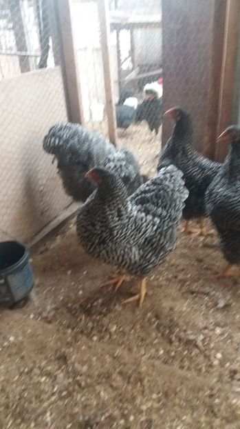  - Wyandotte barat matca 2017