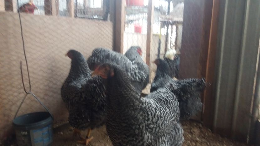  - Wyandotte barat matca 2017