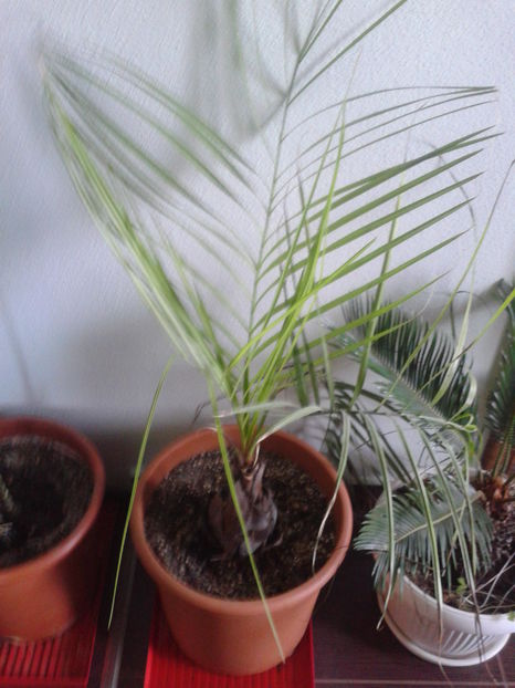 butia capitata