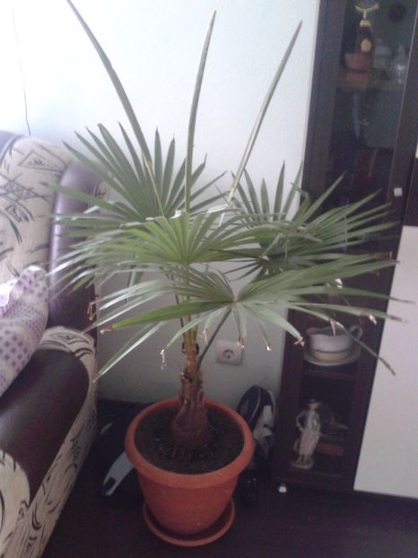 Trachycarpus fortunei