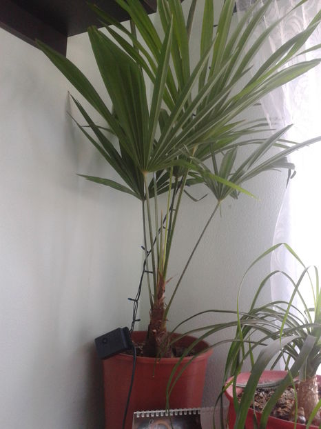 Trachycarpus Wagnerianus