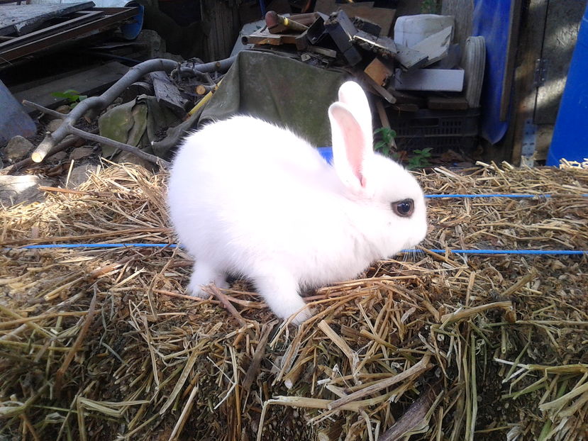 Hotot pitic feti%u021B%u0103 011 - iepuri rasa mare urias german gri