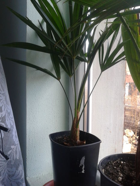 Trachycarpus nainital-70lei