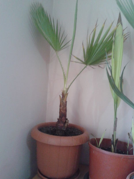 washingtonia