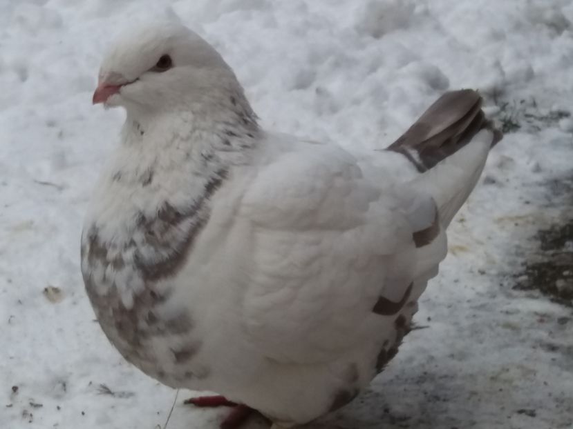 F-2016 - 2-AMERICAN GIANT HOMER