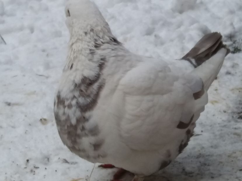 F-2016 - 2-AMERICAN GIANT HOMER