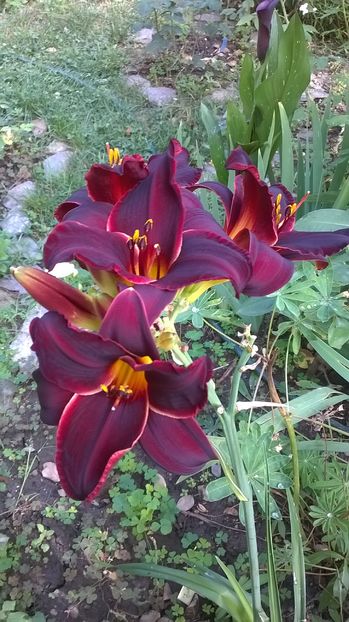 Starling - 2016 Hemerocallis