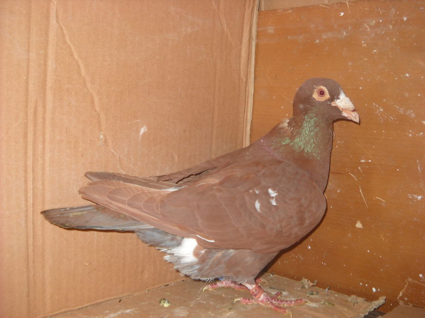 M.2013 - PORUMBEI VANDUTI