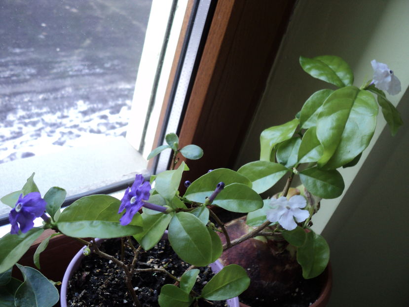 30 dec 2016 - maine - FLORI DE CAMERĂ