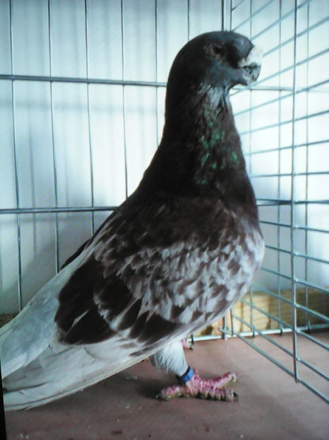 Anverpen orig.ok - VOIAJORI DE FRUMUSETE BAGDETI INDIENI GERMANII