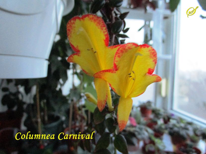 Columnea Carnival (30-12-2016)\ - Gesneriaceae 2016