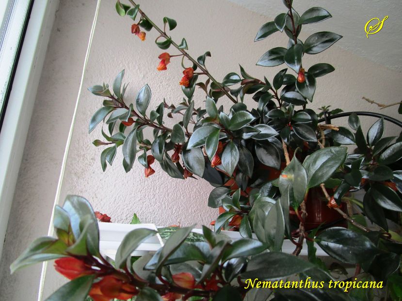 Nematanthus tropicana (30-12-2016)\ - Gesneriaceae 2016