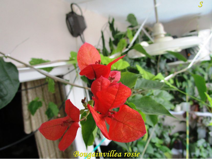 Bougainvillea rosie (30-12-2016)