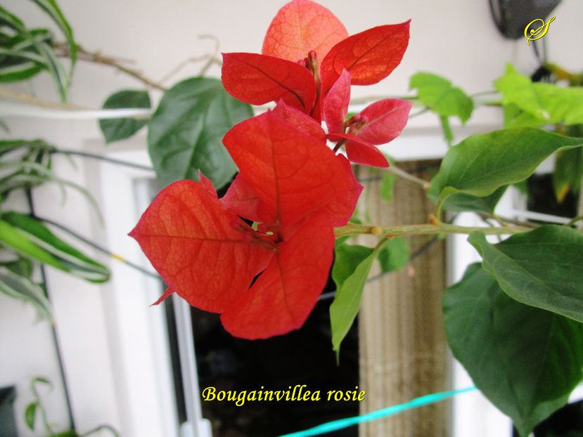 Bougainvillea rosie (30-12-2016)\ - Flori 2016