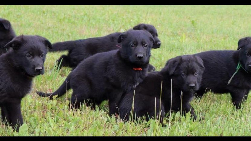 13509534_1157957380913259_416334486_o