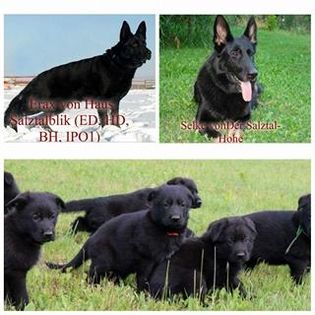 13530818_1939044046322092_469885292_n