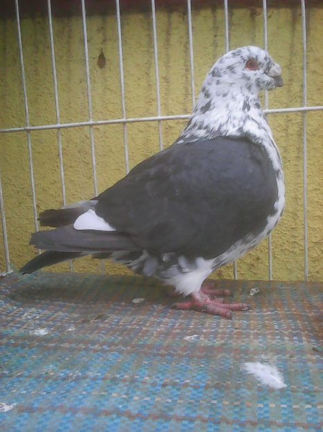Photo0433