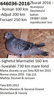 036-2016, suwalki pui 730 km - REZULTATE 2016