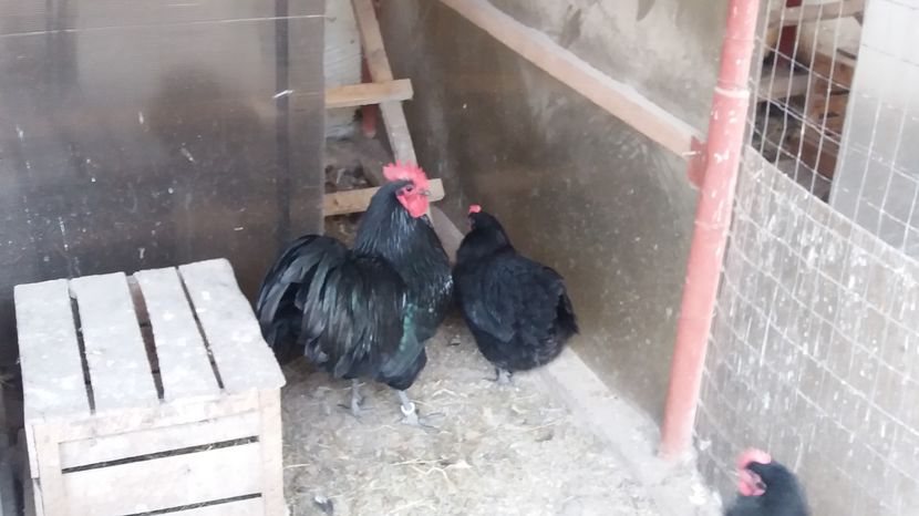  - Z AUSTRALORP 2017