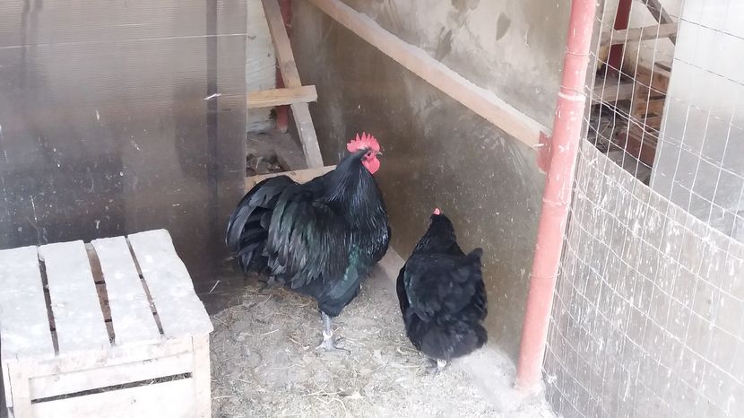  - Z AUSTRALORP 2017