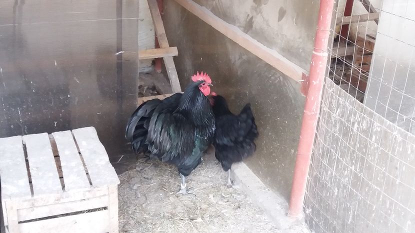  - Z AUSTRALORP 2017