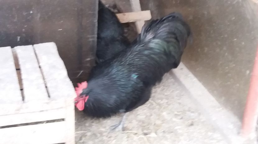  - Z AUSTRALORP 2017