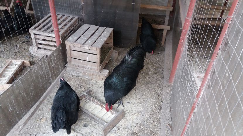  - Z AUSTRALORP 2017