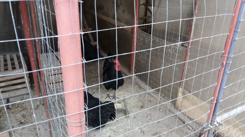  - Z AUSTRALORP 2017