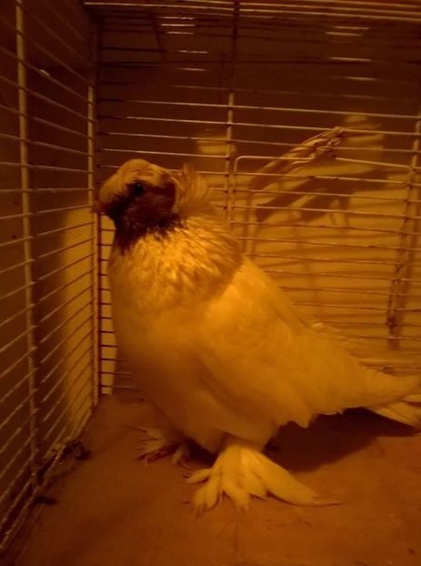 FB_20161221_07_15_27_Saved_Picture