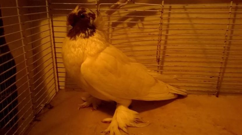 FB_20161221_07_15_44_Saved_Picture