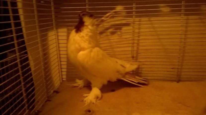 FB_20161221_07_15_56_Saved_Picture